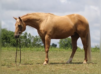 caballo de tiro, Caballo castrado, 9 años, 155 cm, Palomino