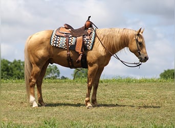 caballo de tiro, Caballo castrado, 9 años, 155 cm, Palomino