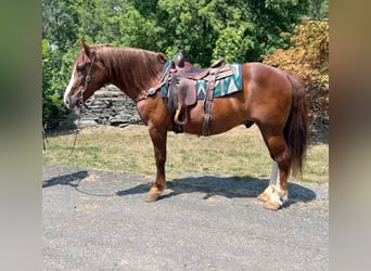 caballo de tiro, Caballo castrado, 9 años, 157 cm, Alazán rojizo