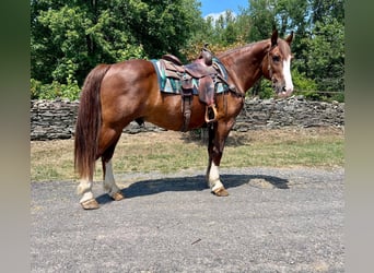 caballo de tiro, Caballo castrado, 9 años, 157 cm, Alazán rojizo