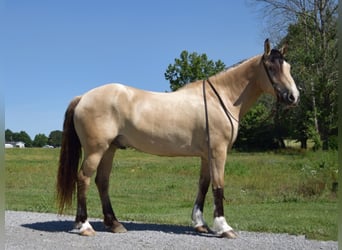 caballo de tiro, Caballo castrado, 9 años, 157 cm, Buckskin/Bayo