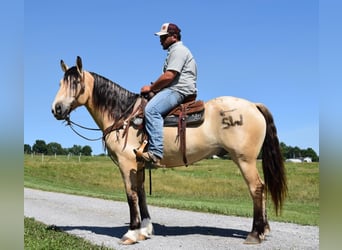 caballo de tiro, Caballo castrado, 9 años, 157 cm, Buckskin/Bayo