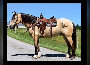 caballo de tiro, Caballo castrado, 9 años, 157 cm, Buckskin/Bayo