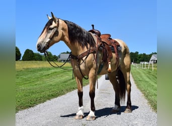 caballo de tiro, Caballo castrado, 9 años, 157 cm, Buckskin/Bayo