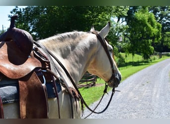 caballo de tiro, Caballo castrado, 9 años, 157 cm, Buckskin/Bayo