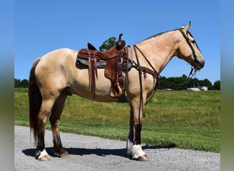 caballo de tiro, Caballo castrado, 9 años, 157 cm, Buckskin/Bayo