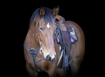 caballo de tiro Mestizo, Caballo castrado, 9 años, 157 cm, Castaño rojizo