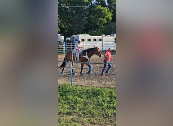 caballo de tiro Mestizo, Caballo castrado, 9 años, 157 cm, Castaño rojizo