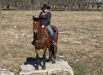 caballo de tiro Mestizo, Caballo castrado, 9 años, 157 cm, Castaño rojizo