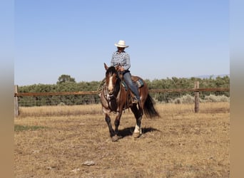 caballo de tiro Mestizo, Caballo castrado, 9 años, 157 cm, Castaño-ruano
