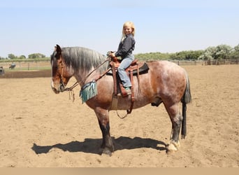 caballo de tiro Mestizo, Caballo castrado, 9 años, 157 cm, Castaño-ruano