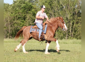caballo de tiro, Caballo castrado, 9 años, 160 cm, Alazán rojizo