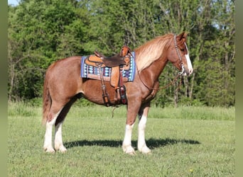 caballo de tiro, Caballo castrado, 9 años, 160 cm, Alazán rojizo