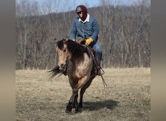 caballo de tiro, Caballo castrado, 9 años, 160 cm, Buckskin/Bayo