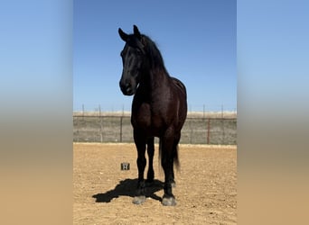 caballo de tiro, Caballo castrado, 9 años, 160 cm, Negro