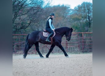 caballo de tiro Mestizo, Caballo castrado, 9 años, 160 cm, Ruano azulado
