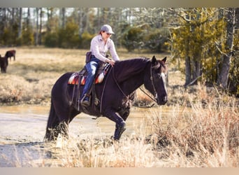 caballo de tiro Mestizo, Caballo castrado, 9 años, 160 cm, Ruano azulado