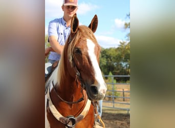 caballo de tiro, Caballo castrado, 9 años, 163 cm, Alazán-tostado