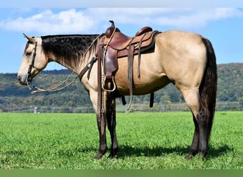 caballo de tiro Mestizo, Caballo castrado, 9 años, 163 cm, Buckskin/Bayo