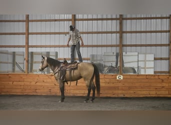caballo de tiro Mestizo, Caballo castrado, 9 años, 163 cm, Buckskin/Bayo
