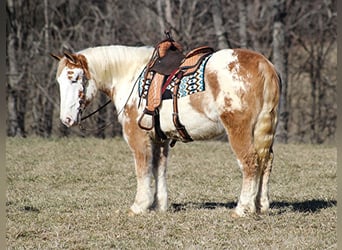 caballo de tiro, Caballo castrado, 9 años, 163 cm, Overo-todas las-capas