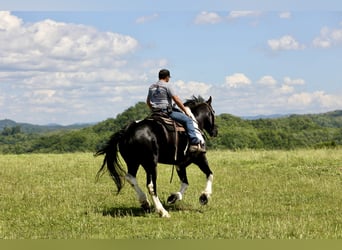 caballo de tiro Mestizo, Caballo castrado, 9 años, 163 cm, Pío