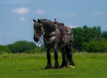 caballo de tiro Mestizo, Caballo castrado, 9 años, 163 cm, Ruano azulado
