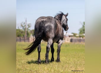caballo de tiro, Caballo castrado, 9 años, 163 cm, Ruano azulado