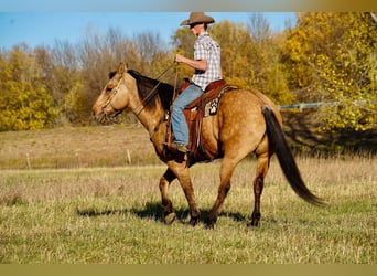caballo de tiro Mestizo, Caballo castrado, 9 años, 165 cm, Buckskin/Bayo