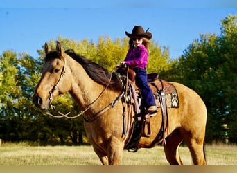 caballo de tiro Mestizo, Caballo castrado, 9 años, 165 cm, Buckskin/Bayo