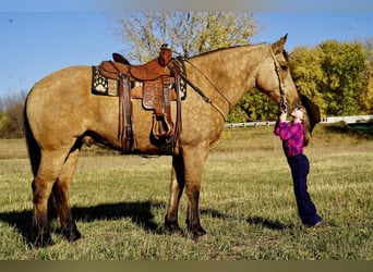 caballo de tiro Mestizo, Caballo castrado, 9 años, 165 cm, Buckskin/Bayo