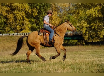 caballo de tiro Mestizo, Caballo castrado, 9 años, 165 cm, Buckskin/Bayo
