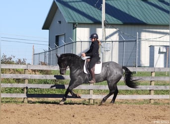 caballo de tiro, Caballo castrado, 9 años, 165 cm, Ruano azulado