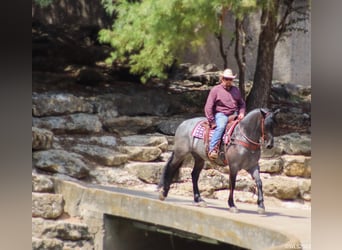 caballo de tiro, Caballo castrado, 9 años, 165 cm, Ruano azulado