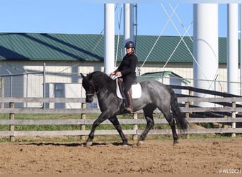 caballo de tiro, Caballo castrado, 9 años, 165 cm, Ruano azulado