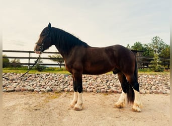 caballo de tiro Mestizo, Caballo castrado, 9 años, 173 cm, Castaño rojizo