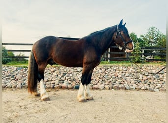 caballo de tiro Mestizo, Caballo castrado, 9 años, 173 cm, Castaño rojizo