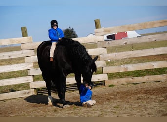 caballo de tiro Mestizo, Caballo castrado, 9 años, 173 cm, Negro