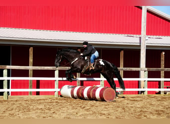 caballo de tiro Mestizo, Caballo castrado, 9 años, 173 cm, Negro
