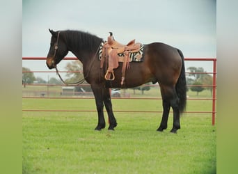 caballo de tiro, Caballo castrado, 9 años, 173 cm, Negro