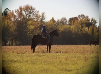 caballo de tiro, Caballo castrado, 9 años, 173 cm, Negro