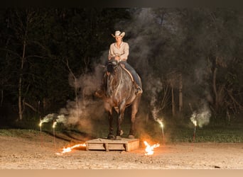caballo de tiro Mestizo, Caballo castrado, 9 años, 173 cm, Ruano azulado