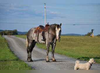 caballo de tiro Mestizo, Caballo castrado, 9 años, 173 cm, Tordo