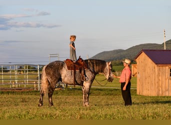 caballo de tiro Mestizo, Caballo castrado, 9 años, 173 cm, Tordo