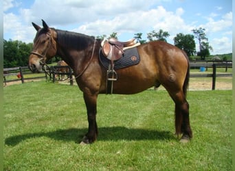caballo de tiro, Caballo castrado, 9 años, 175 cm, Castaño rojizo