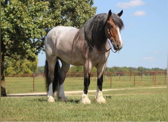 caballo de tiro, Caballo castrado, 9 años, 175 cm, Castaño-ruano