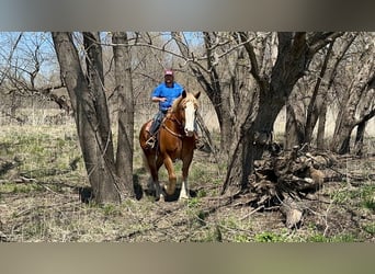caballo de tiro, Caballo castrado, 9 años, 183 cm, Alazán rojizo