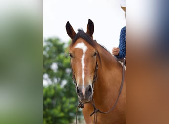 caballo de tiro, Caballo castrado, 9 años, Bayo