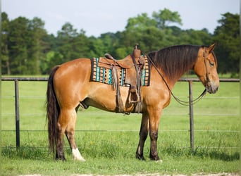 caballo de tiro, Caballo castrado, 9 años, Bayo