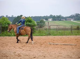 caballo de tiro, Caballo castrado, 9 años, Bayo